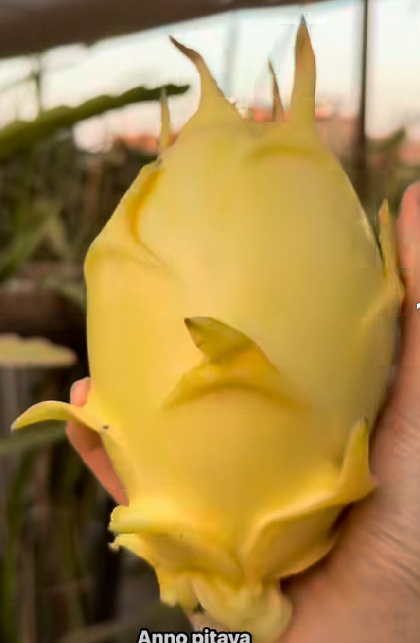 Sweet, White Dragon Fruit Cutting self pollination 8 to 12 inches ￼