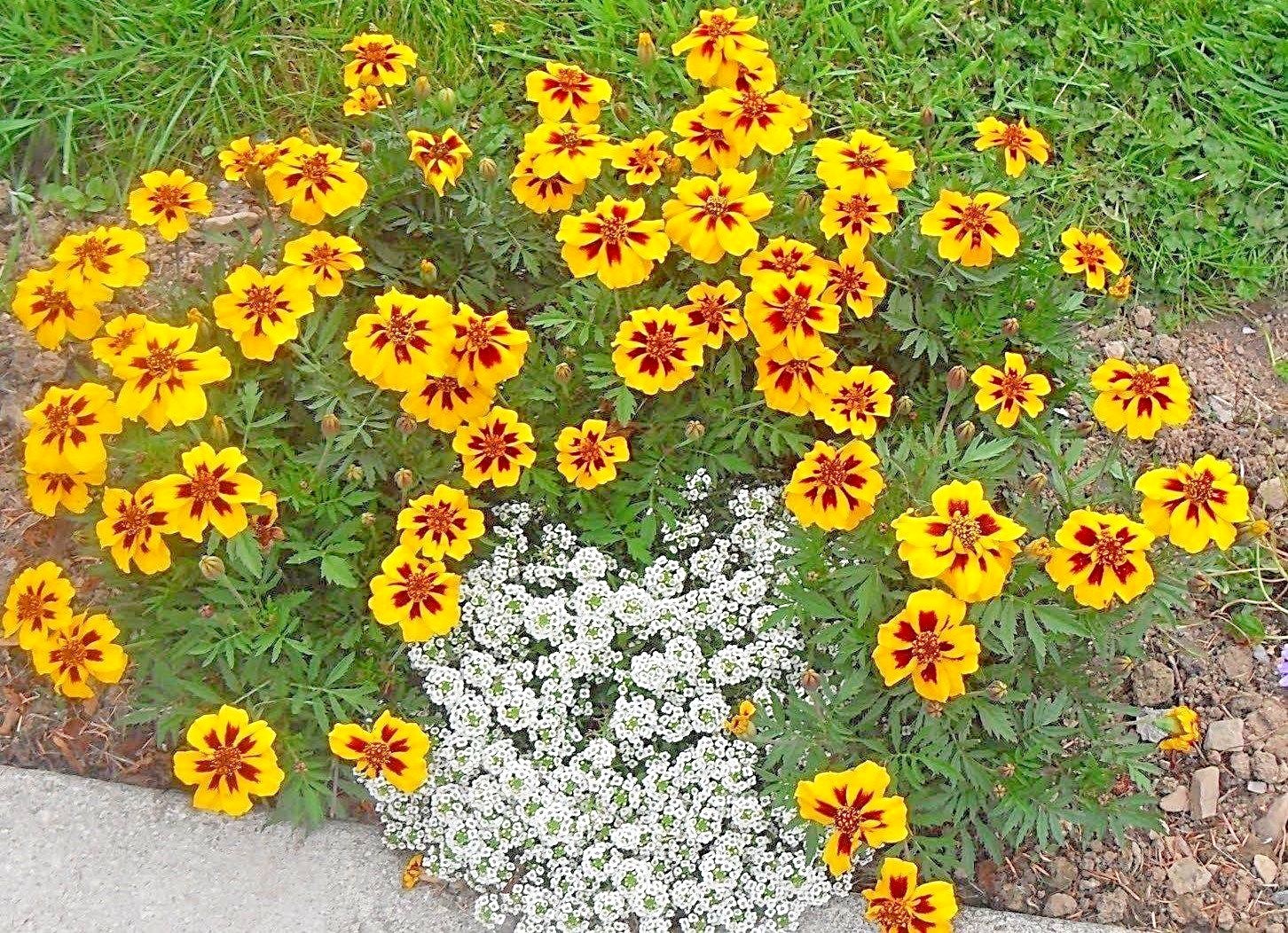 301+Naughty Marietta DWARF FRENCH MARIGOLD Flower Seeds Garden Patio Container