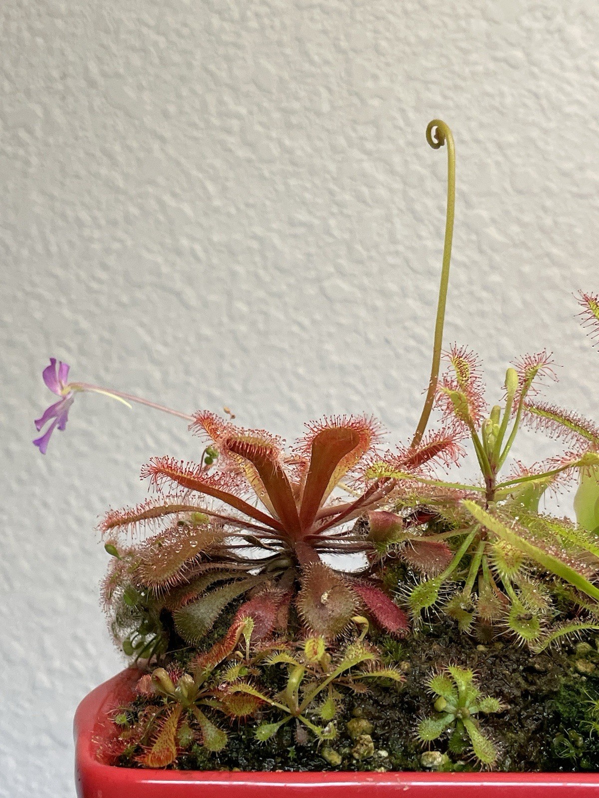 2026 Seeds- Drosera Venusta, Subtropical Sundew. Carnívoro Plant Seeds