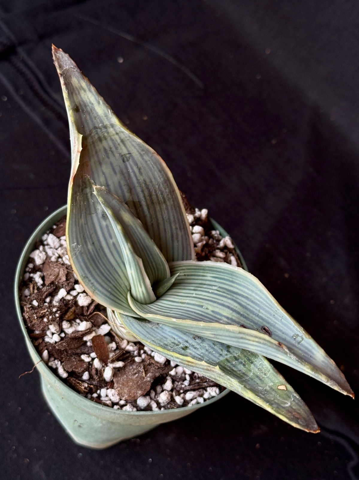 Aloe karasbergensis, aloe plant