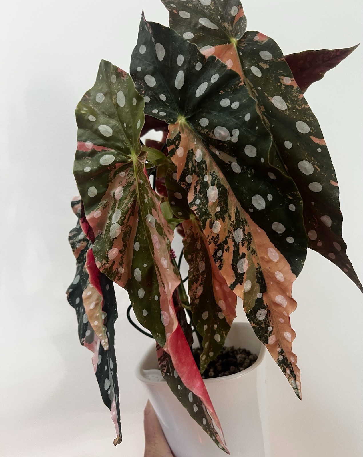 Begonia Pink verigated Maculata