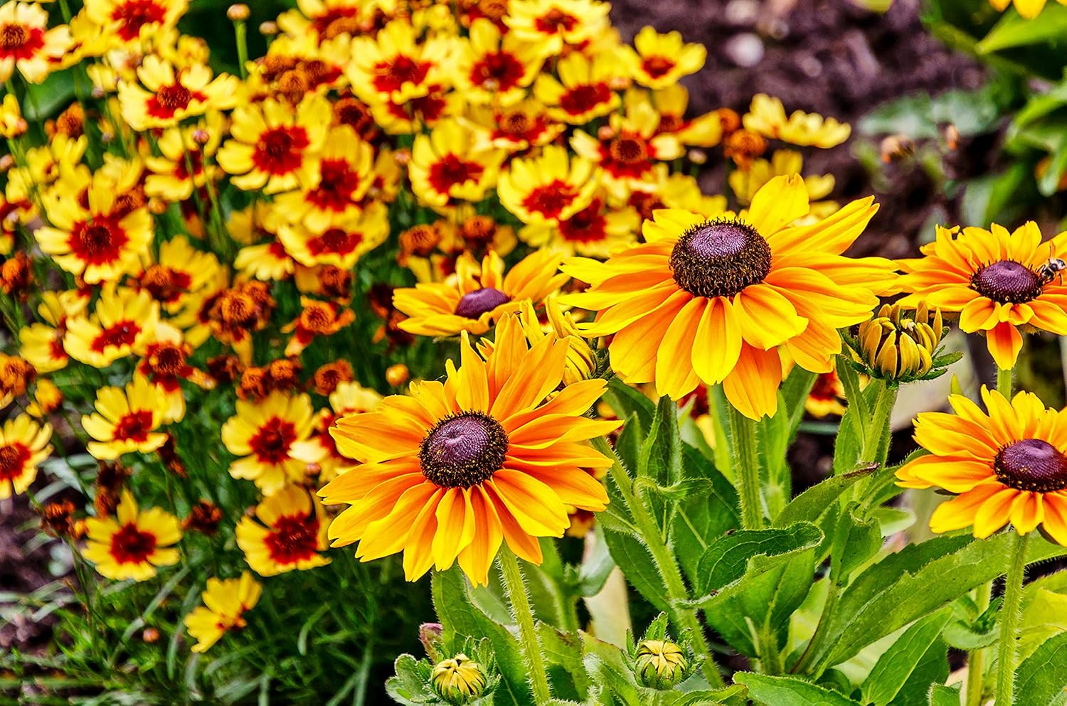 Black Eyed Susan Seeds for Planting, 5000 Seeds, Giving You Beautiful Black Eyed