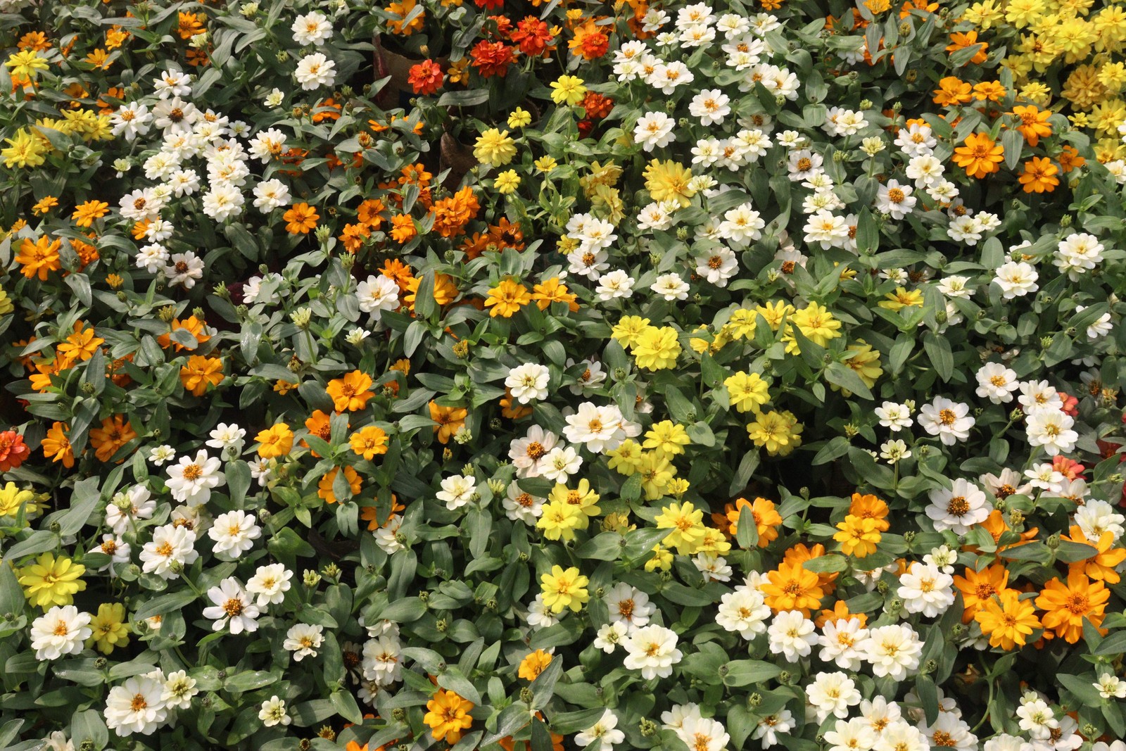 250 ORANGE CLASSIC ZINNIA Elegans (Narrow Leaf / Creeping Zinnia) Flower Seeds