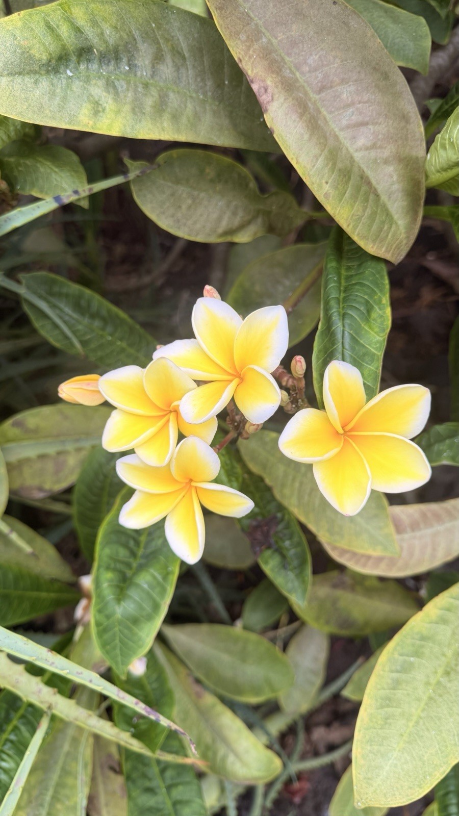 20 Plumeria cuttings, unrooted, grown in Big Island Hawaii 8”-10” Live Cuttings