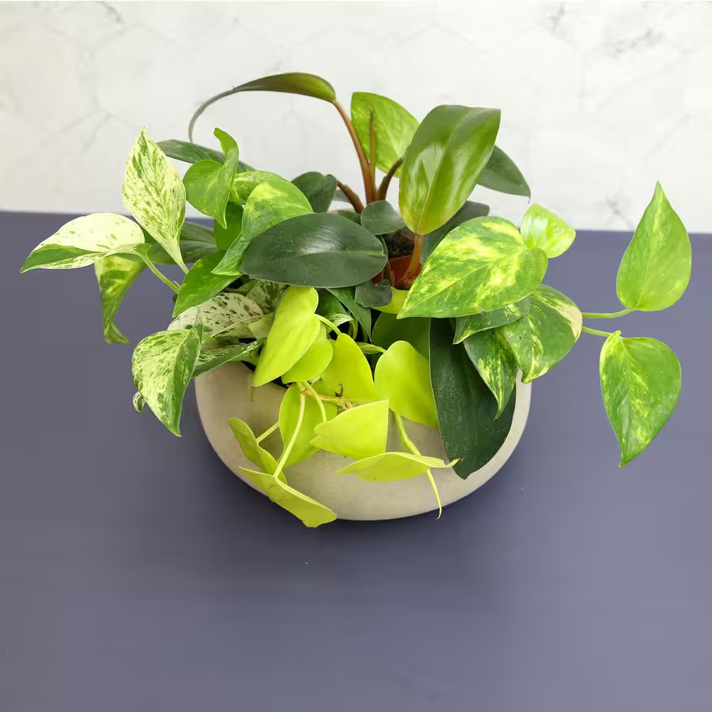 2 In. Plentiful Pothos and Philodendron Indoor Houseplants Pack (Includes 6 Easy