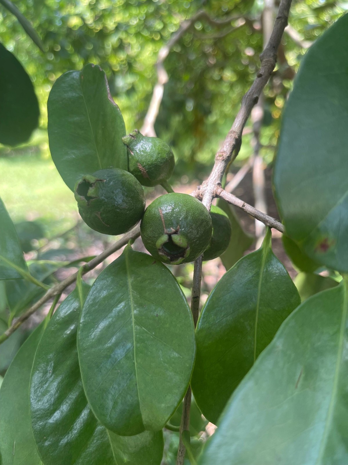 Strawberry Guava Trees 2 Pack Live Rare Tropical Fruit Plants