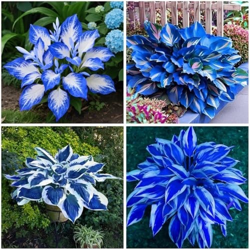 220+ Hosta Seeds Blue Perennial for Planting,Hosta Seeds Blue and Black….