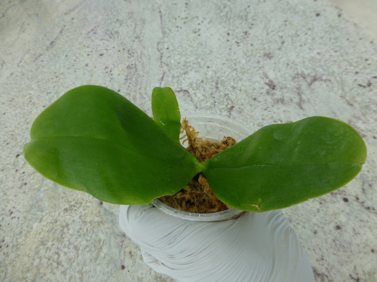 Phalaenopsis Orchid Phal. violacea indigo ‘Jia Ho Blue Moon’ In 3.5″ Pot