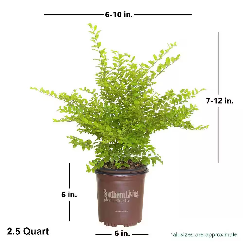 2.5 Qt. Sunshine Ligustrum, Evergreen Shrub, Bright Golden-Yellow Foliage