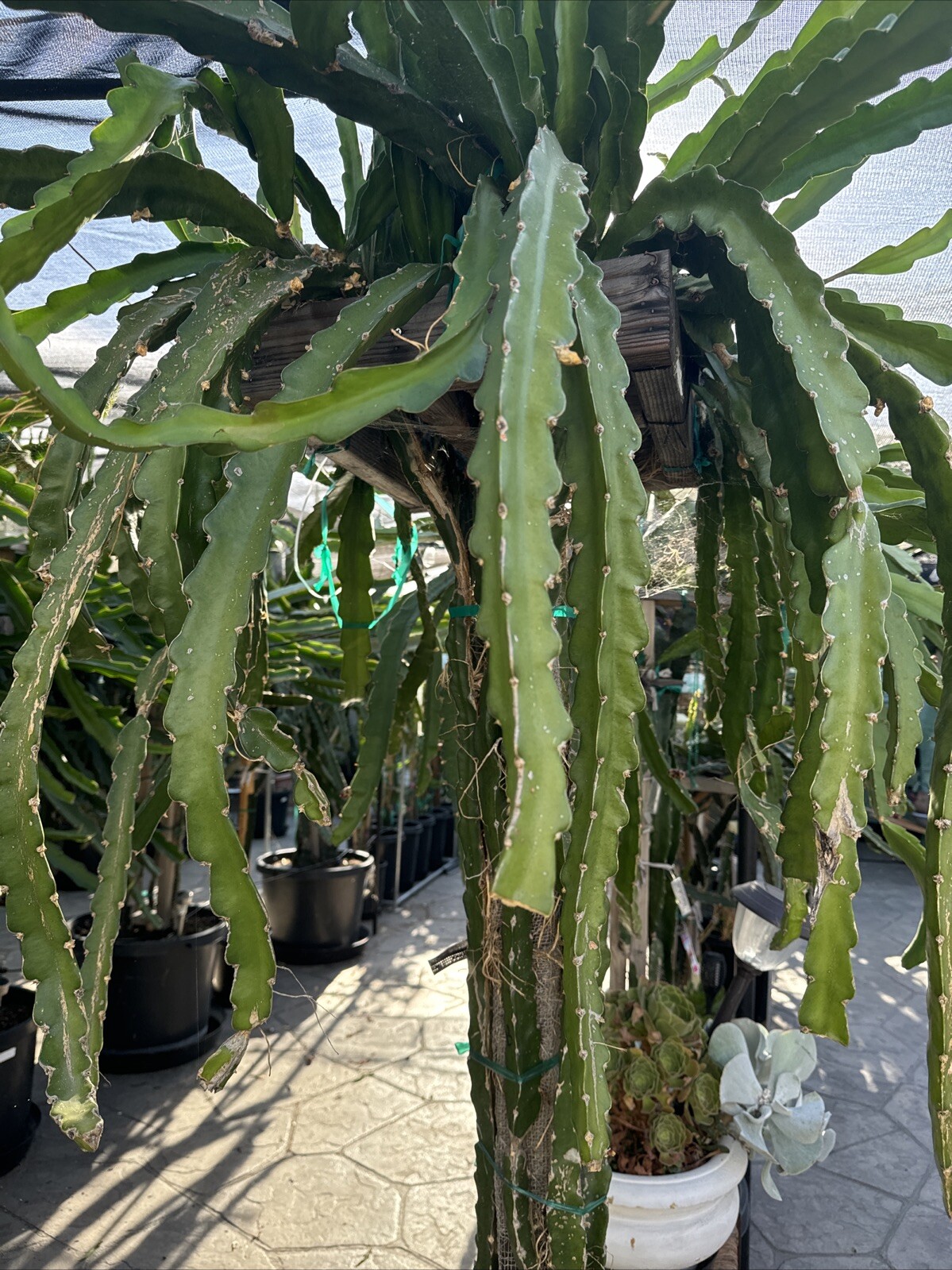 3 DRAGON FRUIT CUTTINGS 8-14 Inches check the description