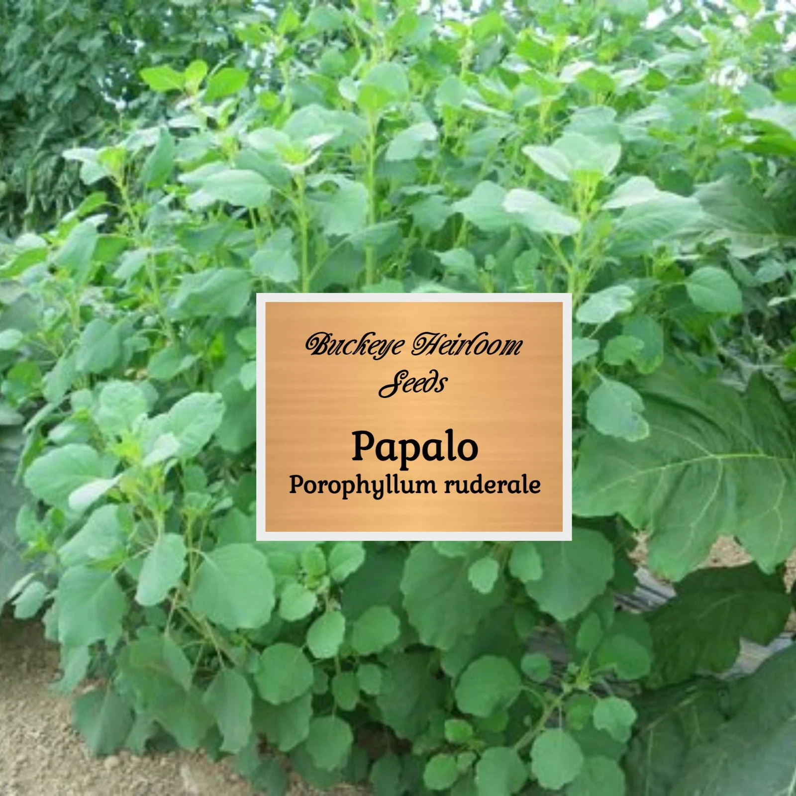Papalo | 400 Seeds | Leaves used in Salsa | Salads | (Porophyllum ruderale