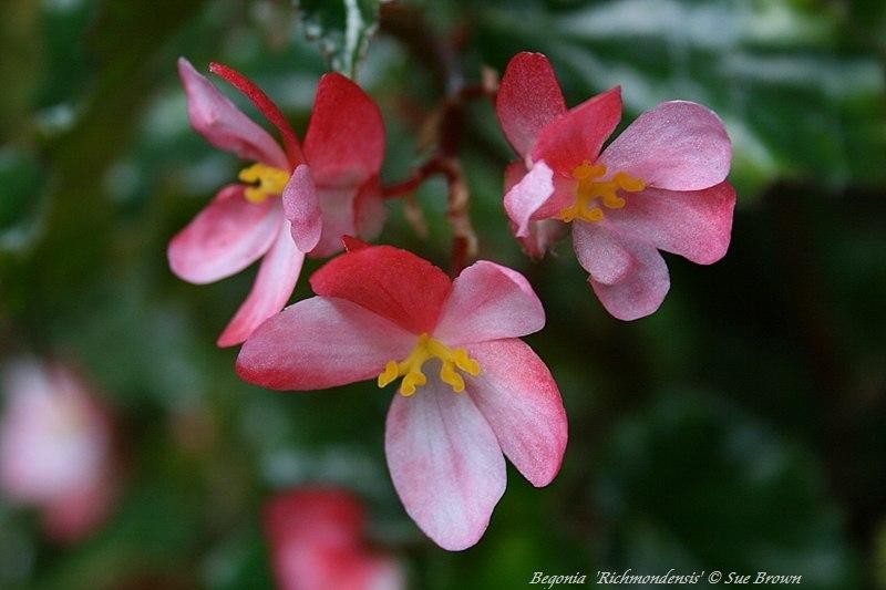 Angel Wing Begonia Richmondensis Pink Rooted Starter Plant BUY 2 GET 1 FREE