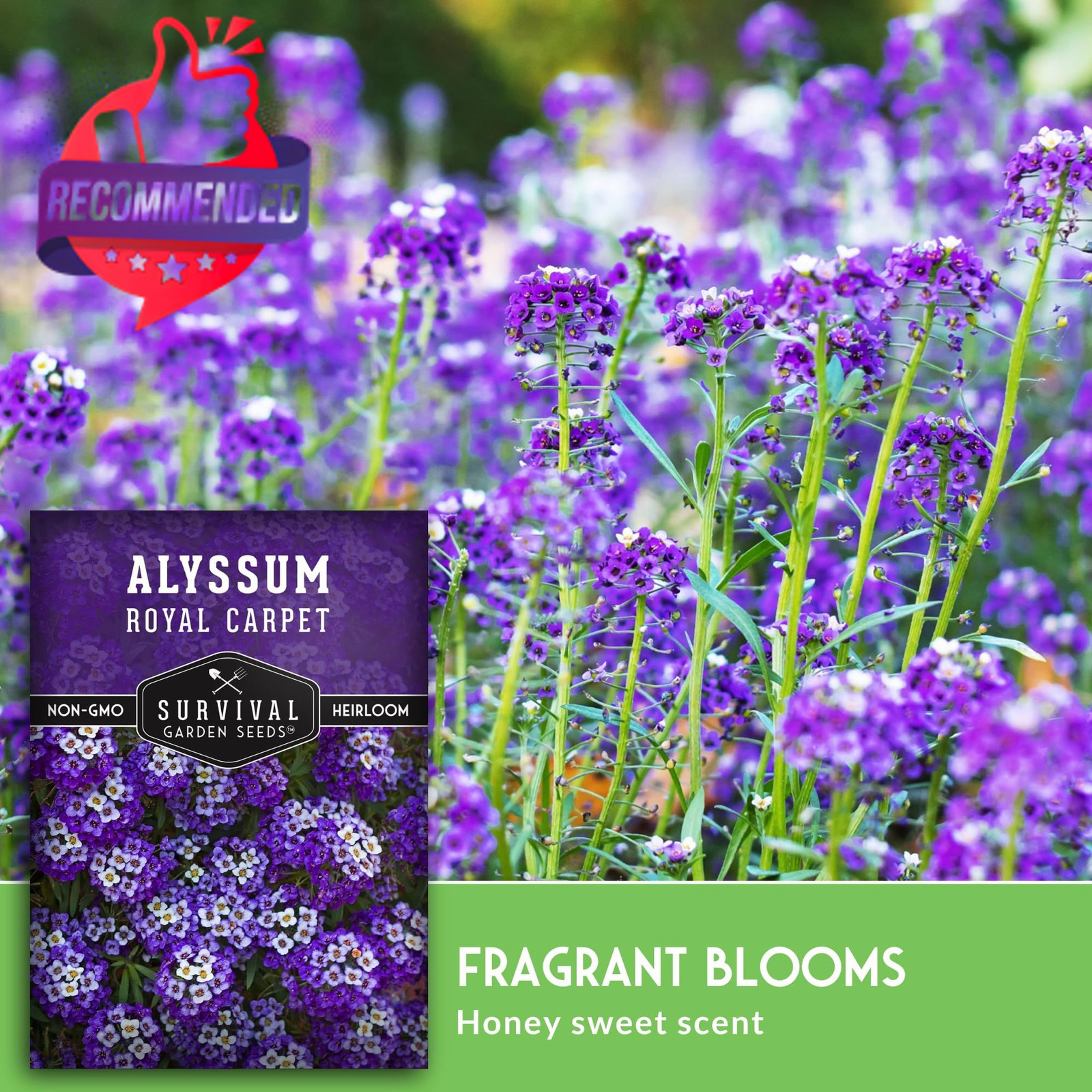 Alyssum Seeds for Planting – Sweet Royal Carpet Purple Variety – purple