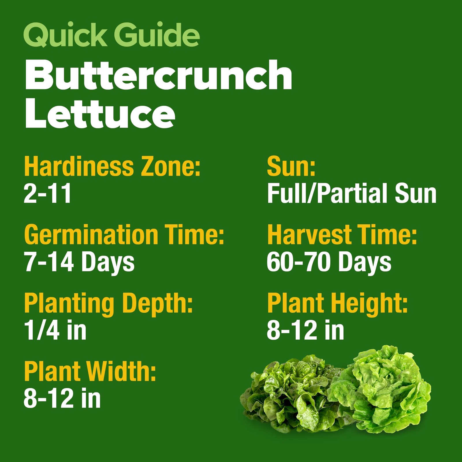 HOME GROWN Buttercrunch Lettuce Seeds Bulk Pack 1975+ Heirloom 1-Pack, Green