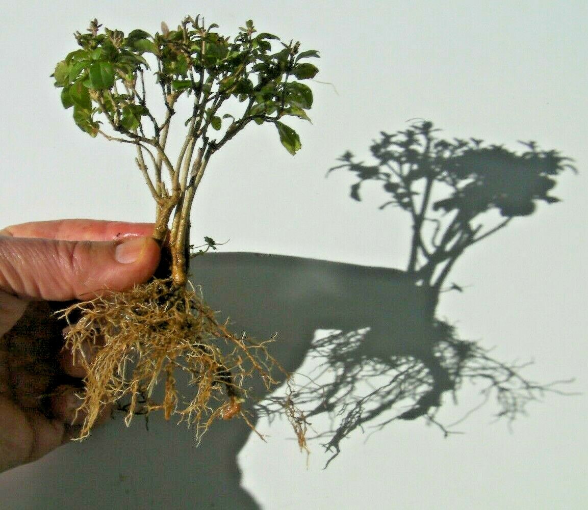 Mystery evergreen tree, unknown very hardy, pre-bonsai pre bonsai plant