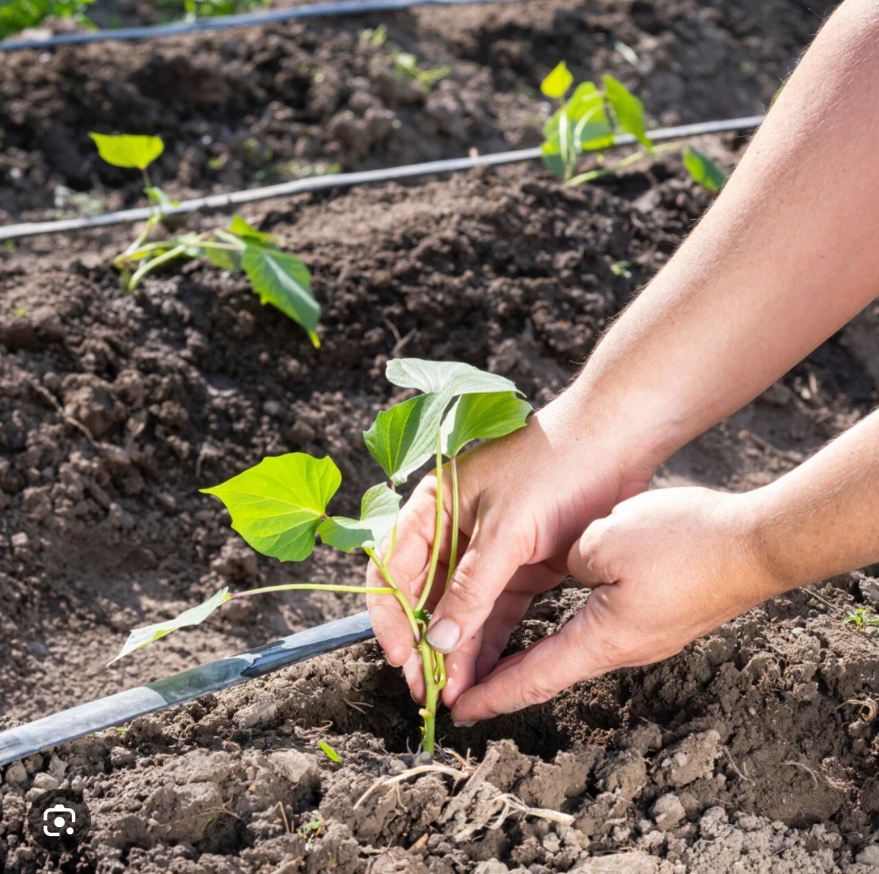 10Purple Sweet potato Slips – Cuttings Sweet Potato Plants / Khoai Lang Tím