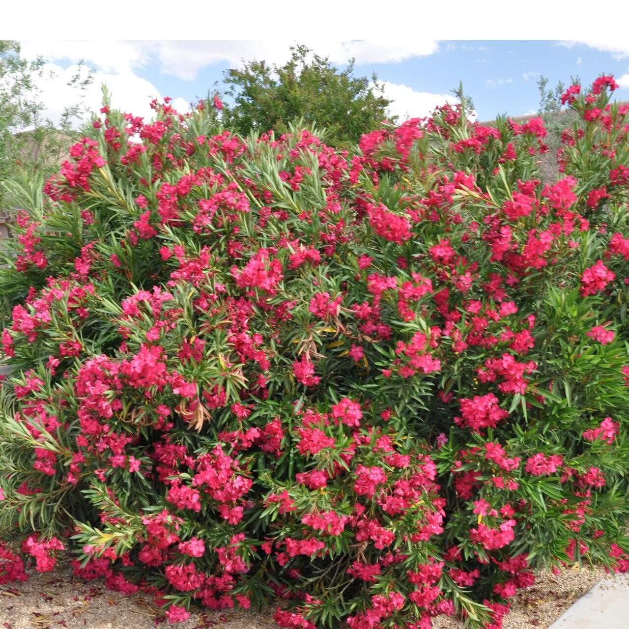 Oleander cuttings for rooting (8)red or pink or mix 2025 season