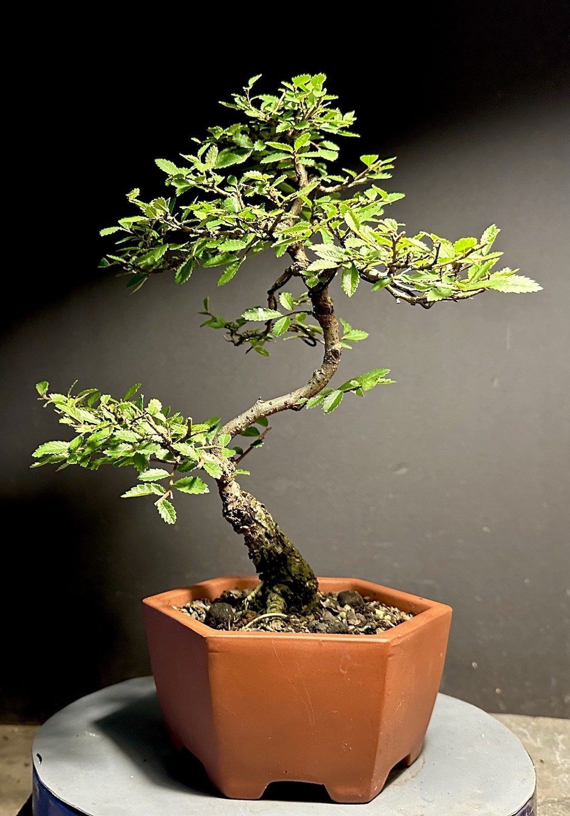 Bonsai Tree Cork Bark Chinese Elm From Root Cutting 13” tall Quality Chinese Pot