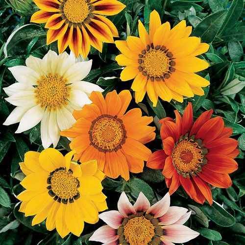 500 Seeds Drought Tolerant Gazania Treasure Flower Ground Cover Plant Seeds