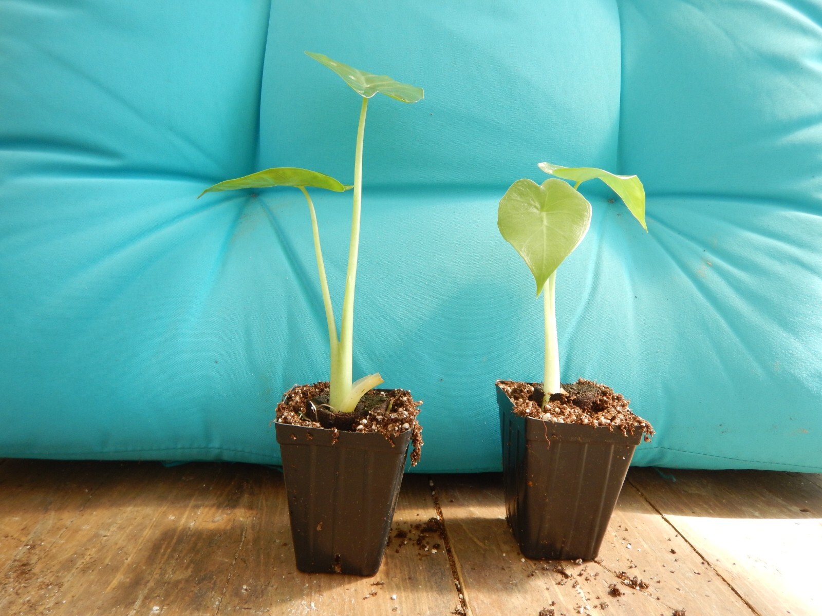 ***CALIDORA*** Elephant Ear Alocasia Live Starter Plant**COLD HARDY**GETS HUGE!