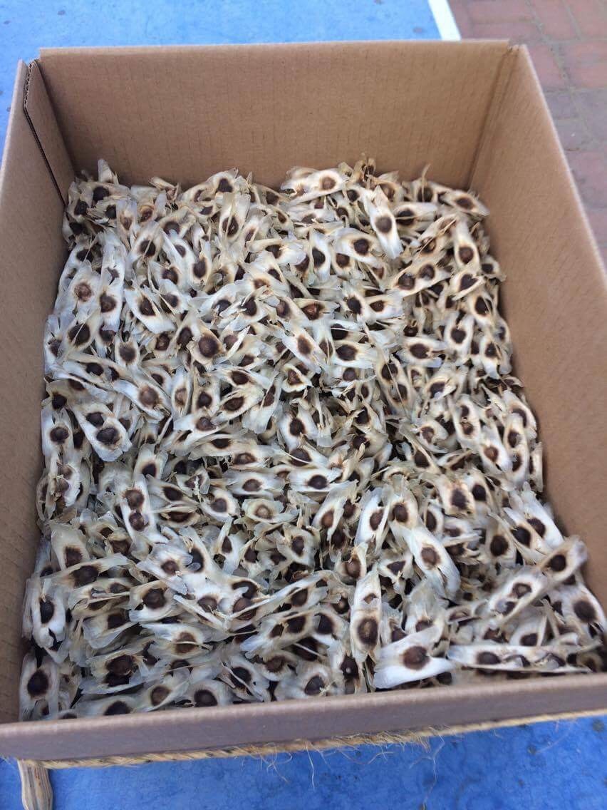 Malunggay Seeds (harvested in Palm Springs)