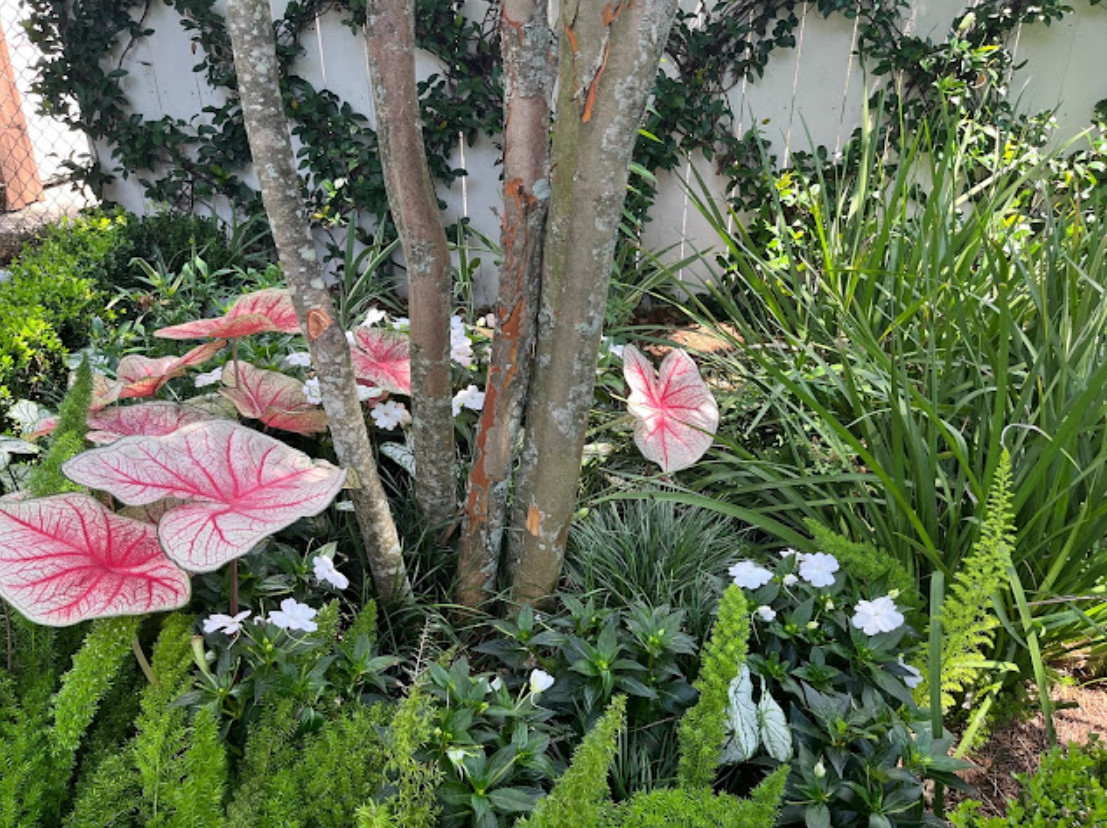 Caladium ‘Southern Charm’ – Size #2 Bulbs (4 Bulbs, 1-1.5″) – For Sun or Shade