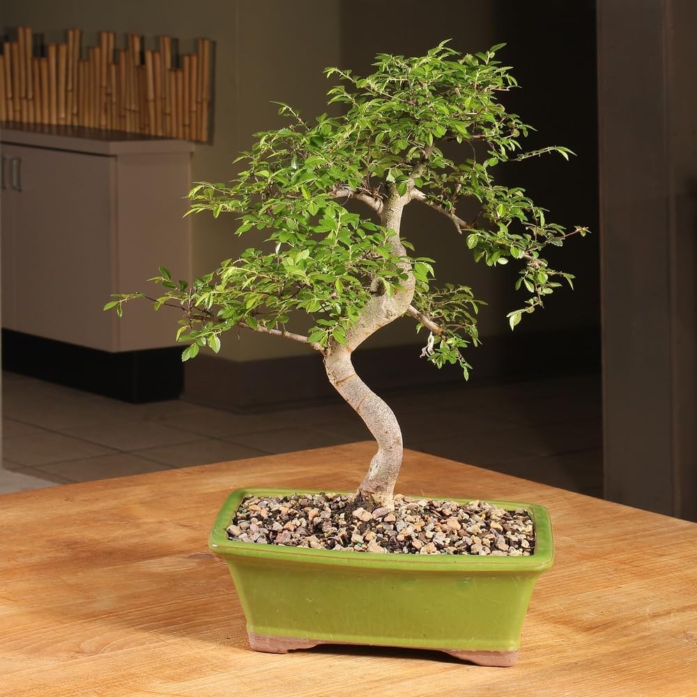 Brussel’s 15–Old Outdoor Chinese Elm Bonsai with Ceramic Pot – 16” High