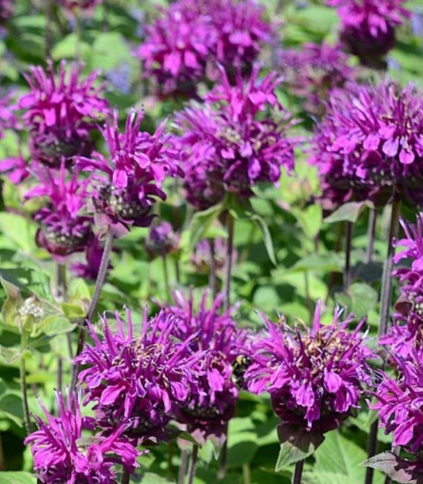 200+ Purple Bee Balm Seeds **Fresh Seeds** ~~Free Shipping~~