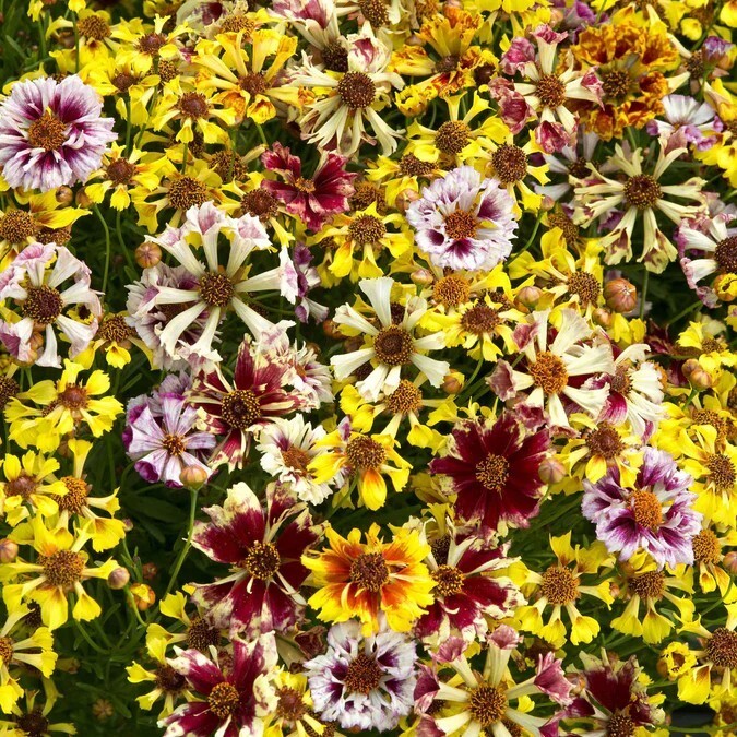 40 Coreopsis Incredible Seashells Mix Seeds