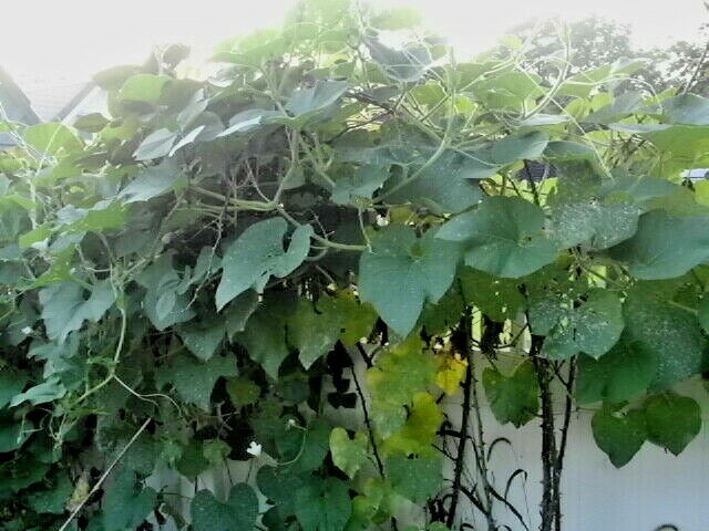20 BIRDHOUSE GOURD SEEDS – Lagenaria siceraria