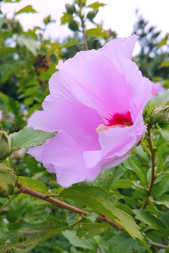 100+ Seeds of White/Violet/Pink Shrub Althea Rose of Sharon (Hibiscus syriacus)