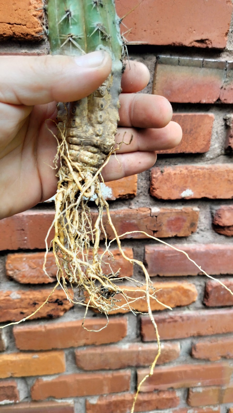 Sacred Cactus – Bridge.XPeru. – Fully Rooted & Ready To Plant ( Exact Cactus)