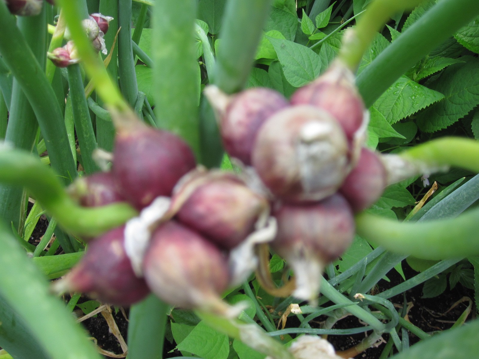 Egyptian Walking Onions Bulbs 10 Large Size Lot Organic Heirloom 2026 Harvest