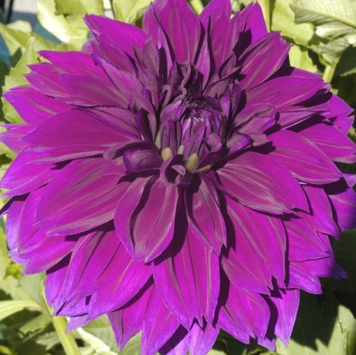 2 Dahlia Dinnerplate Thomas Edison Live Flower Plant Bulbs/ Tubers Velvety Bloom