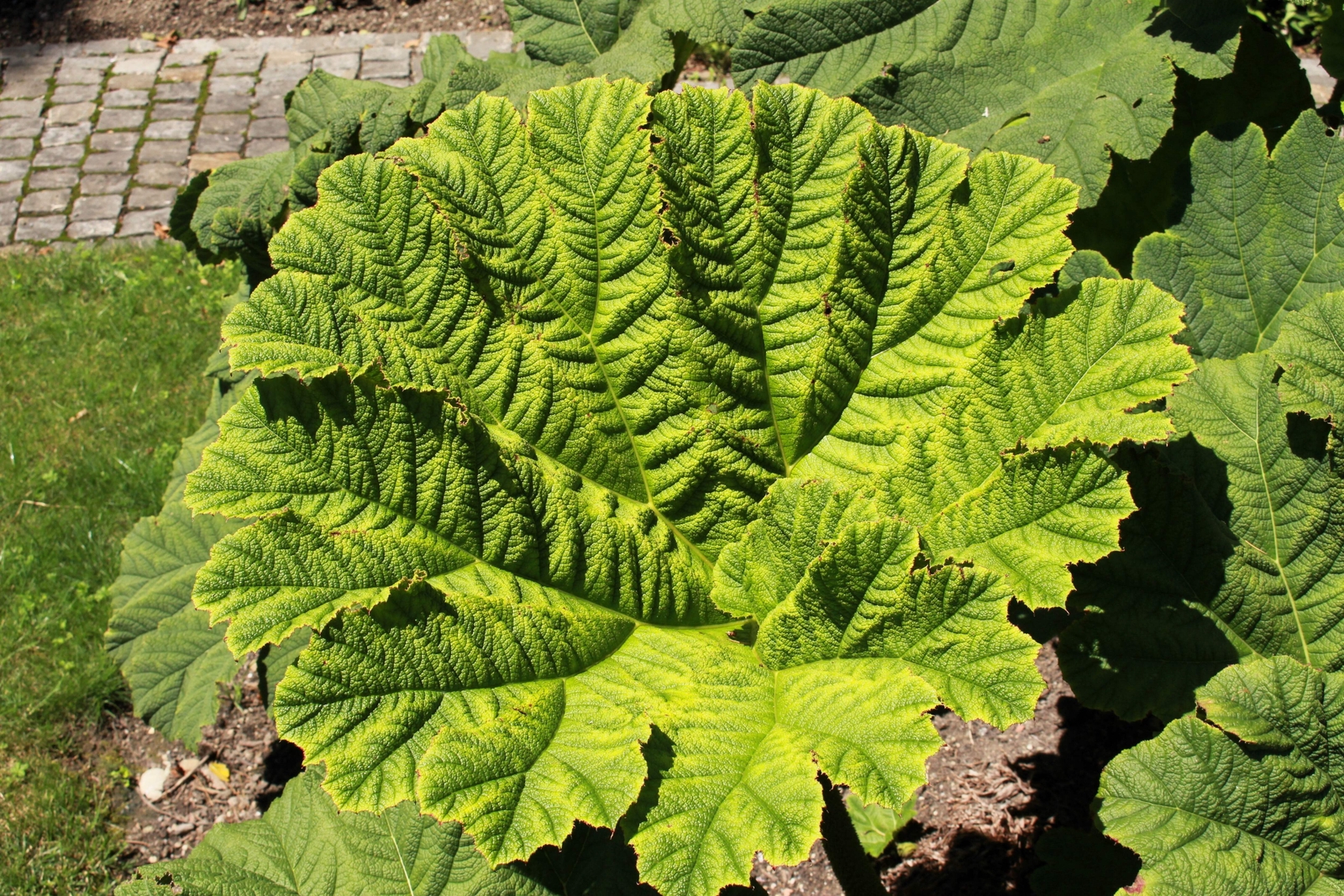 10 GUNNERA MANICATA 6′ Leaves! Giant Rhubarb Dinosaur Plant Moist Shade Red Flow