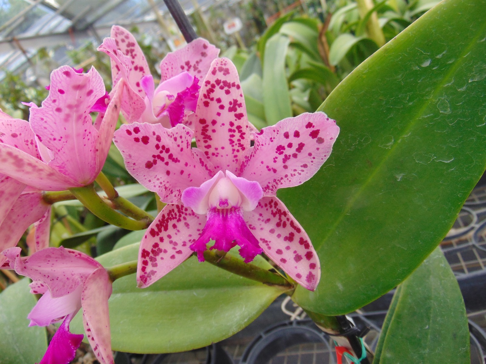 C. Monte Elegante X C. tigrina ‘Francisco’ 3″ pot Small Plant