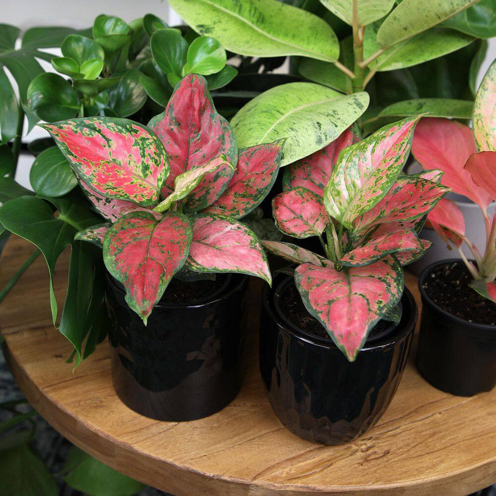 4.25 In. Red Chinese Evergreen Aglaonema China Red Live House Plant in Grower Po