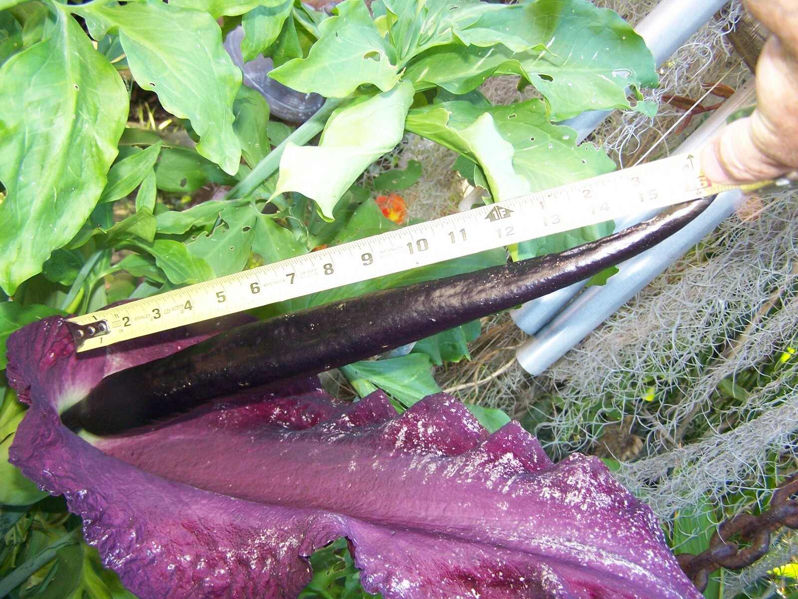 35 seeds Dragon lily arum flower voodoo amorphophallus bulb tuber cactus calla Q