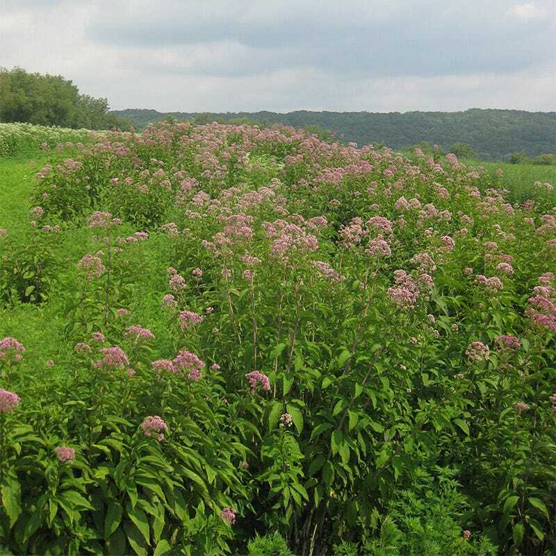 Joe Pye Weed SWEET Perennial Fall Planting Pollinators Butterflies USA 300 Seeds