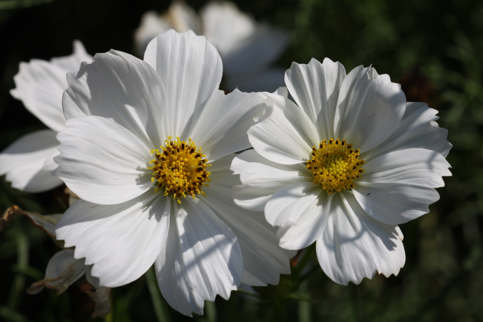 2,000 COSMOS BIPINNATUS Seeds (Psyche White Cosmos) | NON-GMO | Free shipping