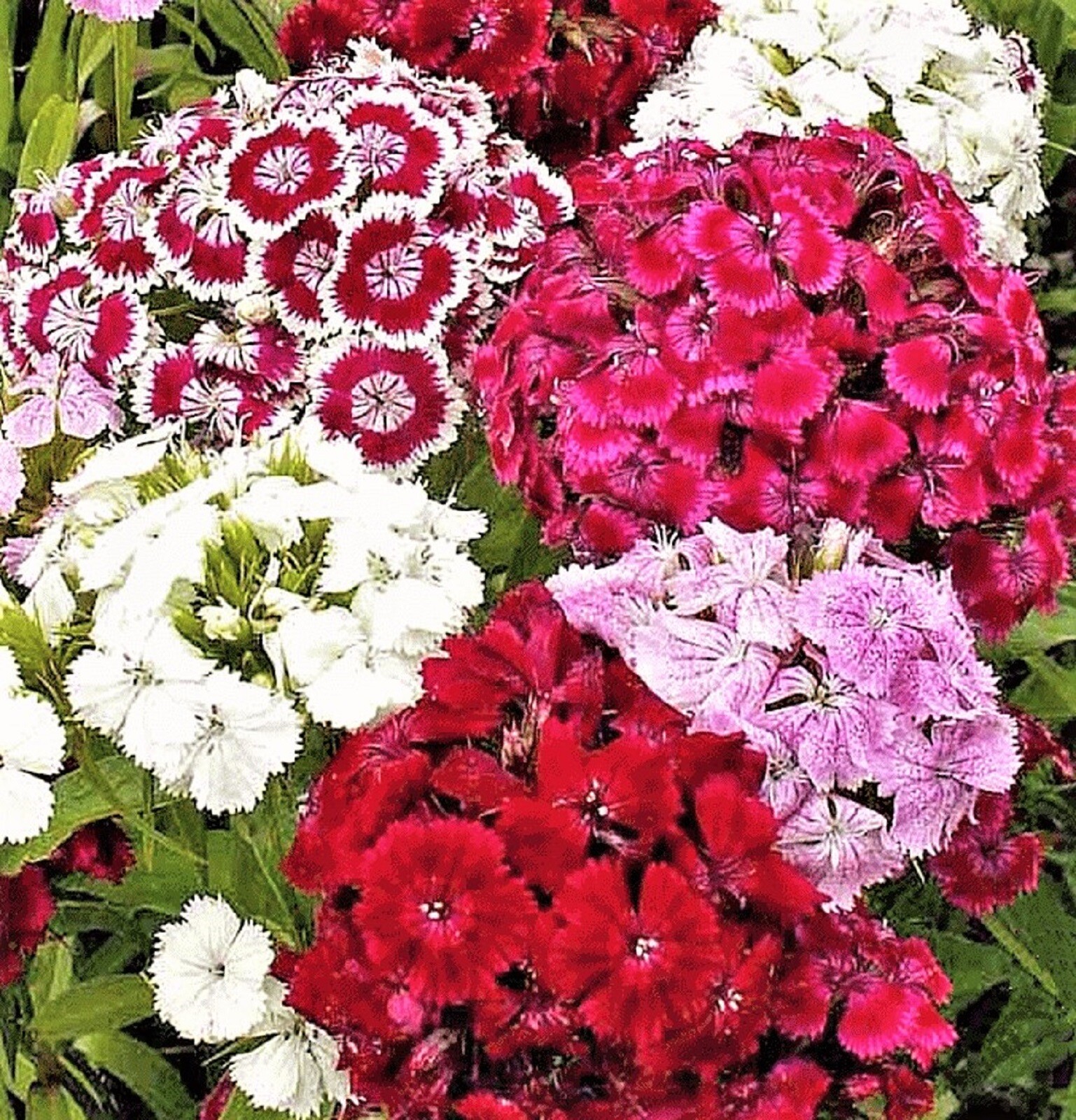 Sweet William Dianthus 200+ Seeds -BUY 4 ITEMS FREE SHIPPING