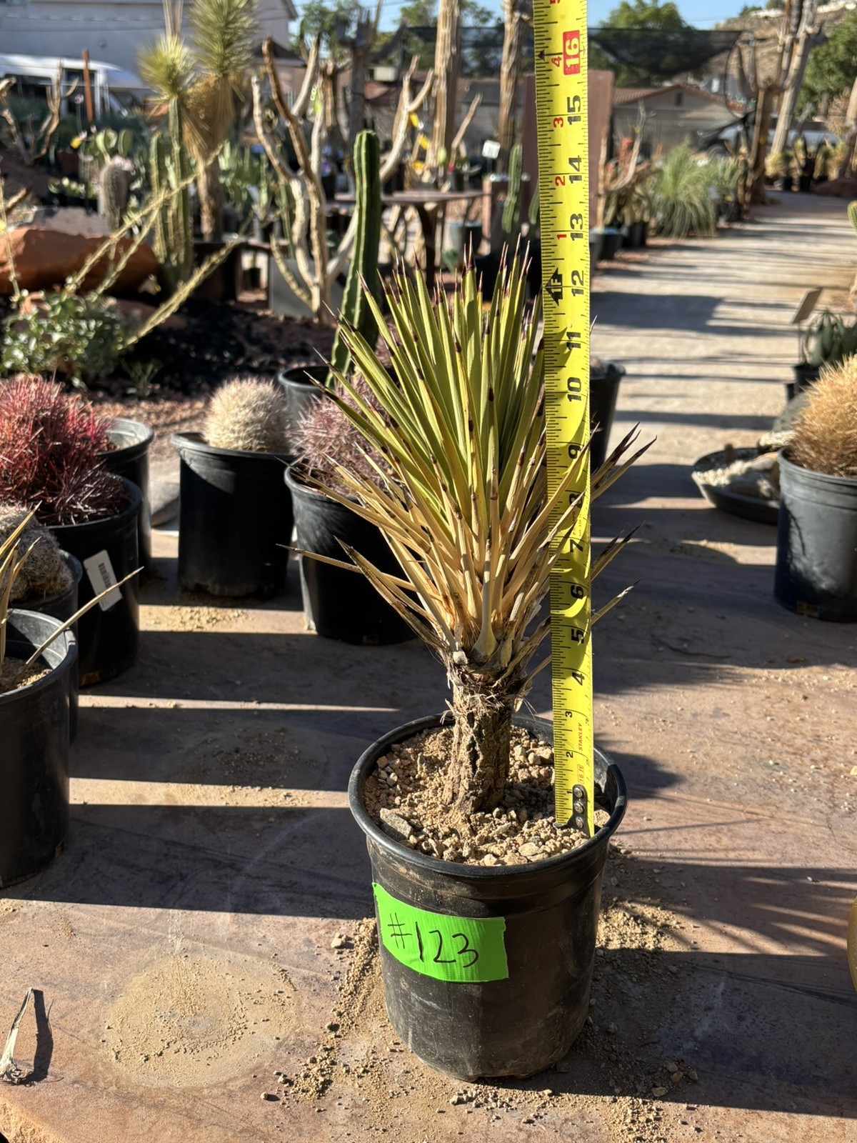 JOSHUA TREE #123 – SINGLE HEAD, 12 INCH – YUCCA BREVIFOLIA