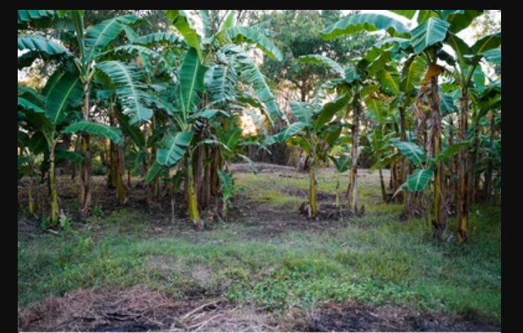 Lacatan Musa- Live Banana Tree-SMALL ROOTED STARTER PLANT-Fruits in 8-12 months!