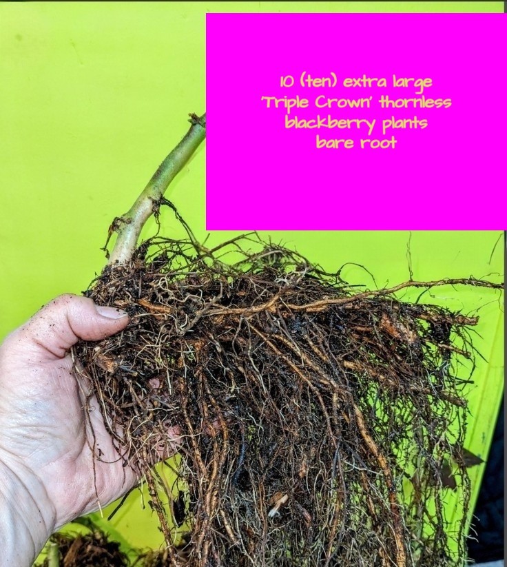 10 Blackberry ‘Triple Crown’ extra large bare root plants guarant. true to name.