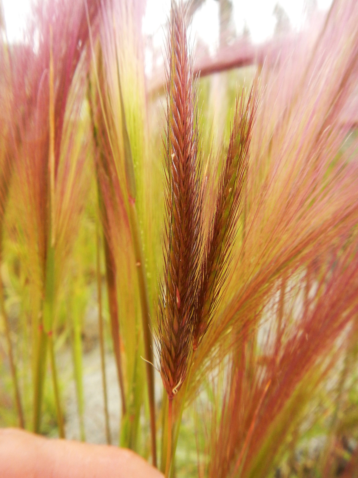 Squirrel Tail Grass Seeds – For 2025 Planting Foxtail Barley Bobtail