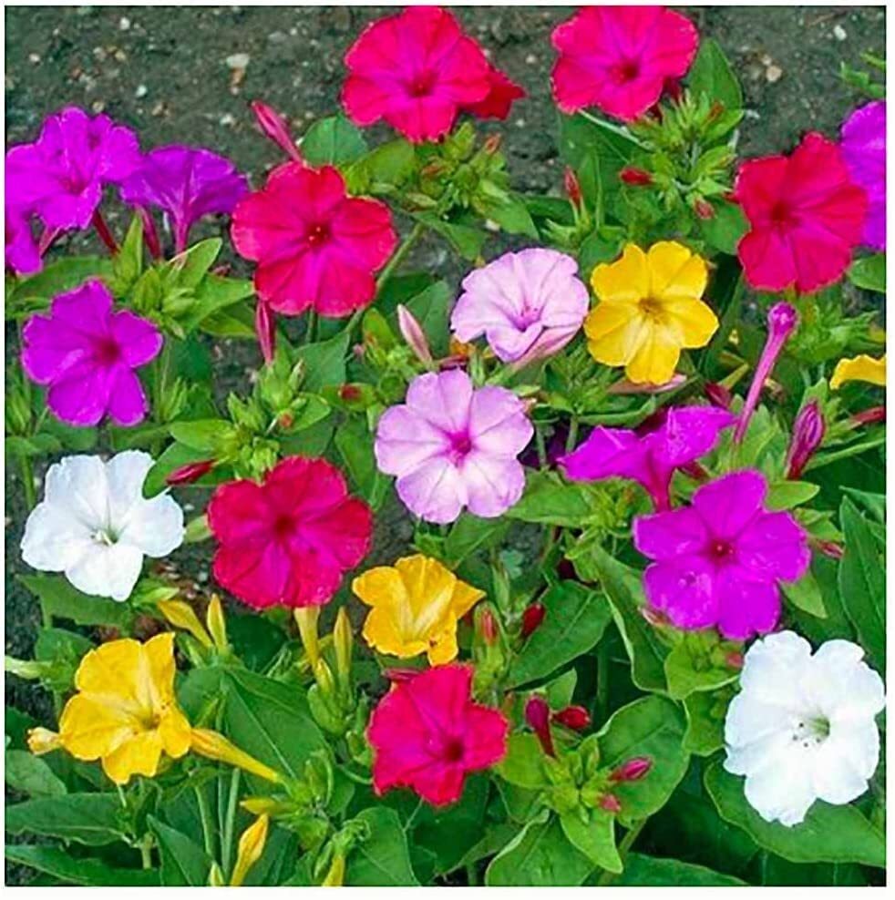 100+ Mixed Four O’Clock Seeds – Tender Perennial That Reseeds Easily | Exotic Ga