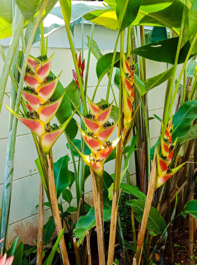 Set 2 The Wagneriana Lobster Claw Rhizomes – Live Tropical Flower Rhizomes