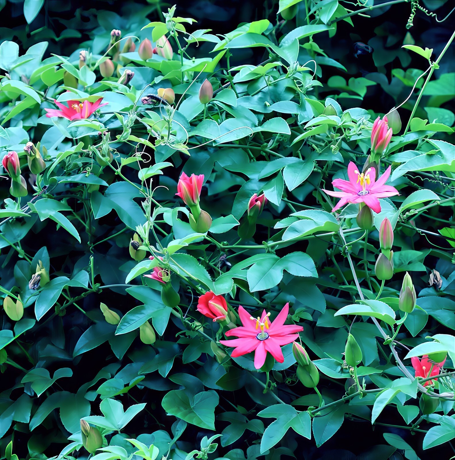 10 BANANA PASSIONFRUIT SEEDS (Passiflora Mollissima) Fast Flower Vine Plant RARE