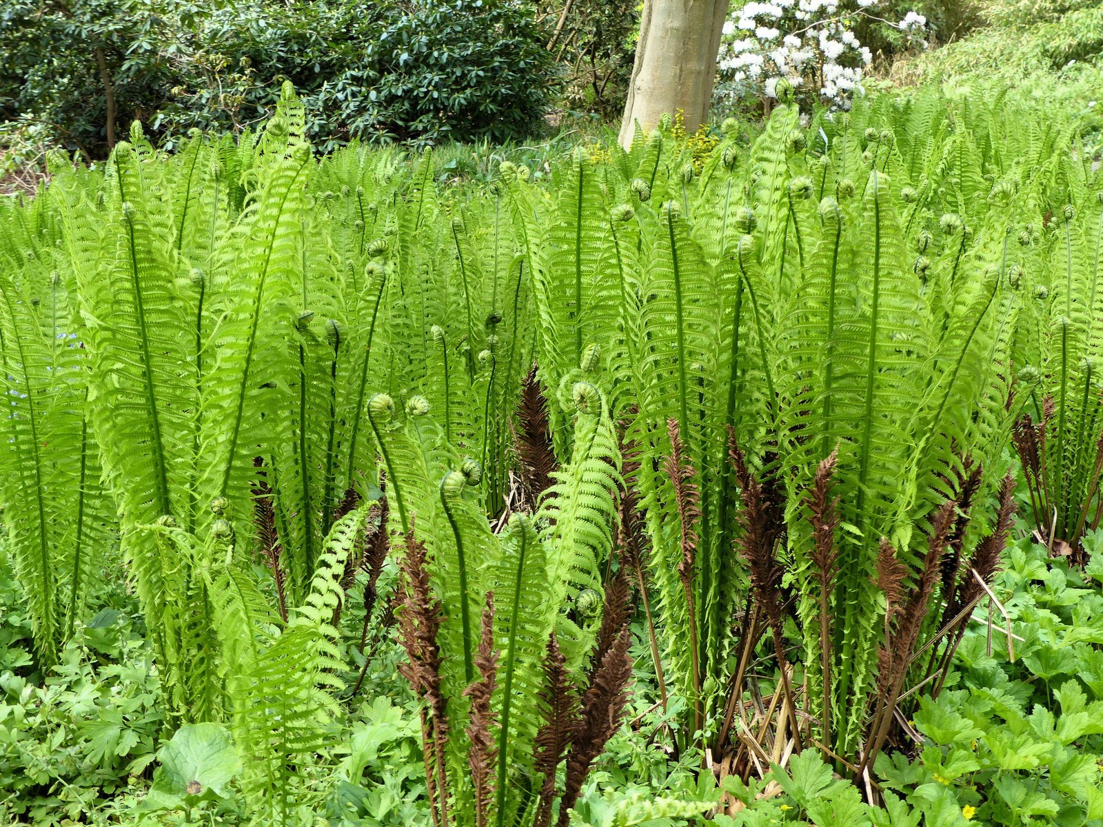 1000 + SENSITIVE FERN Onoclea Sensibilis aka Bead Sympathy Spores Seeds