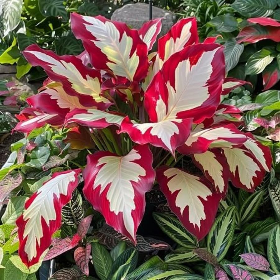 Hosta Seeds, 160+ Non-Gmo Heirloom Shade Plants, Hardy Perennial Garden Foliage
